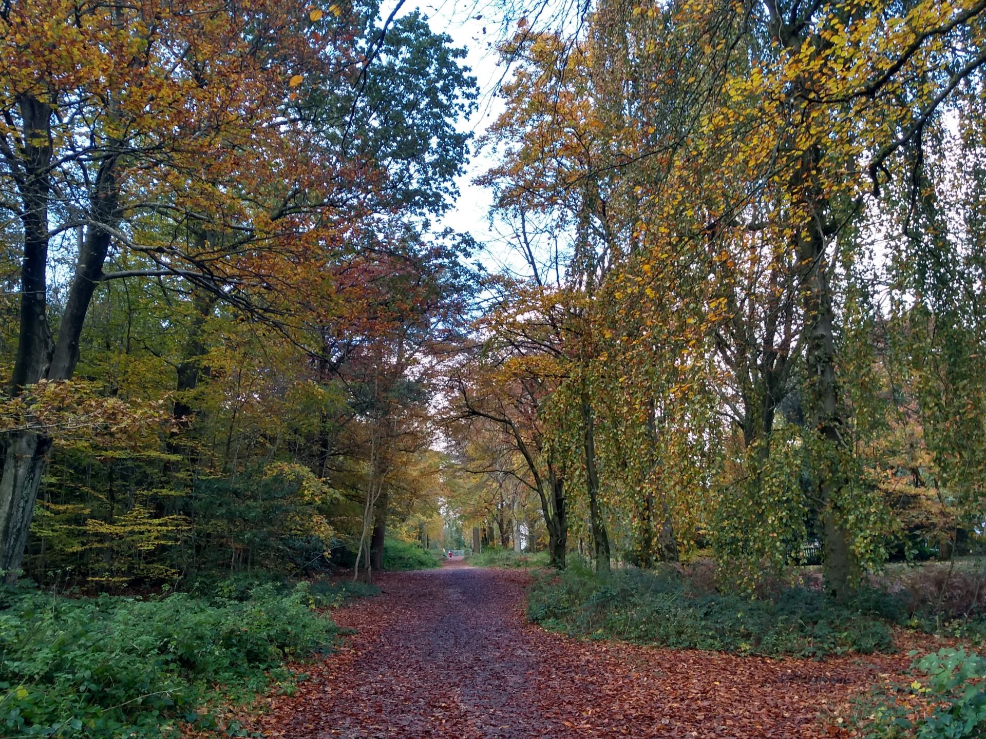 Lickey Hills woodland